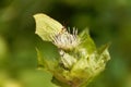Cabbage thistle, Cirsium oleraceum. Royalty Free Stock Photo