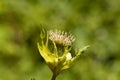 Cabbage thistle, Cirsium oleraceum. Royalty Free Stock Photo