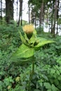 Cabbage Thistle (Cirsium oleraceum)