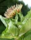 Cabbage thistle (Cirsium oleraceum) Royalty Free Stock Photo