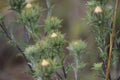 Cabbage thistle on a Field