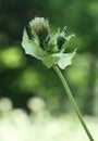 Cabbage thistle flower