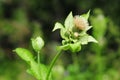 Cabbage thistle or Siberian thistle, Cirsium oleraceum, sunflower family. herbaceous perennial plant.