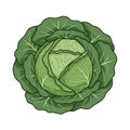 Cabbage from a top down perspective emphasizing its natural form Royalty Free Stock Photo