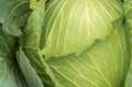 Cabbage. Top view of a green juicy cabbage