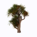 Cabbage Tree