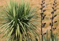 Cabbage tree and flax