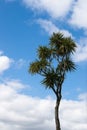 The cabbage tree is one of the most distinctive trees in the New Zealand landscape Royalty Free Stock Photo