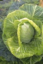 Cabbage under net farm closeup