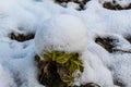 Cabbage under the snow. Cabbage head under the snow. Winter