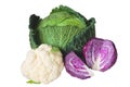 Cabbage varieties