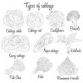 Cabbage varieties. Free style illustration. Royalty Free Stock Photo