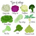 Cabbage varieties. Free style illustration. Royalty Free Stock Photo