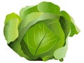 Cabbage Vector Illustration