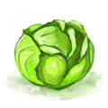 Cabbage vector illustration hand drawn painted