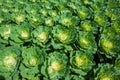 Green row Cabbage vegetable background Royalty Free Stock Photo