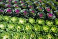 Cabbage vegetable and food background Royalty Free Stock Photo