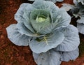 Cabbage Vegetable