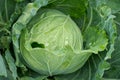 Cabbage in the vegetable farm. Royalty Free Stock Photo