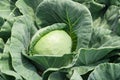 Cabbage vegetable in field