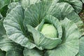 Cabbage vegetable in field