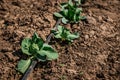 Cabbage Vegetable Field Farm in the spring sun. Detail of the leaves Royalty Free Stock Photo