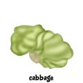 cabbage vegetable illustration