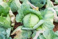 Cabbage vegetable orginic farm