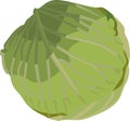Cabbage Vegetable Plant Vector Image