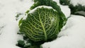 Cabbage vegetable winter field savoy snow covered frost bio detail leaves leaf heads Brassica oleracea sabauda close-up Royalty Free Stock Photo