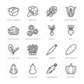 Cabbage vegetables flat line icons set. Kale, broccoli, cauliflower, brussels sprouts, radish daikon beetroot vector