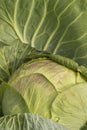 Cabbage vegetables ripe autumn