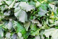 Cabbage vegetables for sale in open air farmers market, Italy Royalty Free Stock Photo