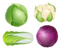 Cabbage. Vegetarian fresh healthy food nature plants agricultural ingredients green salad vector realistic illustrations