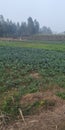 Cabbage very big fields in India Royalty Free Stock Photo