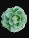 Cabbage very useful vegetable