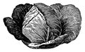 Cabbage vintage illustration