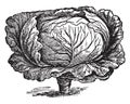 Cabbage vintage illustration