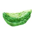 Cabbage watercolor hand painting isolated on white background illustration for paper, menu.