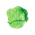 Cabbage watercolor illustration. Assorted organic vegetables. Vector Illustration