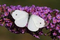 Cabbage White Butterfly Royalty Free Stock Photo