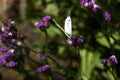 Cabbage white butterfly with black dots on its wings sits on a pink limonium flower and collects pollen. Pieris brassicae