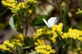 Cabbage white butterfly with black dots on its wings sits on a yellow limonium flower and collects pollen. Pieris brassicae