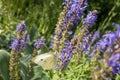 Cabbage white or cabbage butterfly with black spot on purple lavender