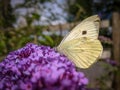 Cabbage White Butterfly on a Buddleia