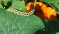 Cabbage white butterfly caterpilla. Royalty Free Stock Photo