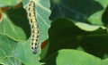 Cabbage white butterfly caterpilla. Royalty Free Stock Photo