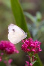 Cabbage white butterfly on a centranthus ruber blossom in botanical garden Royalty Free Stock Photo