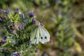 Cabbage white butterfly collecting pollen, pieris brassicae, lepidoptera Royalty Free Stock Photo