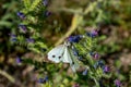 Cabbage white butterfly collecting pollen, pieris brassicae, lepidoptera Royalty Free Stock Photo